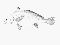 Image of Pseudotolithus epipercus (Guinea croaker)