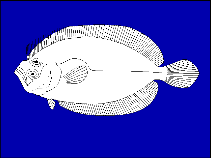 Image of Pseudorhombus megalops 