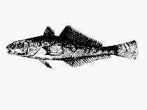 Image of Pseudaphritis undulatus 