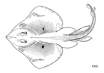 Image of Rostroraja ackleyi (Ocellate skate)