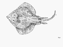 Image of Caliraja inornata (California skate)