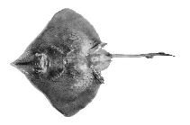 Image of Caliraja rhina (Longnose skate)