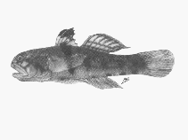 Image of Redigobius balteatops (Bull goby)