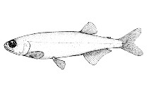 Image of Retropinna semoni (Australian smelt)