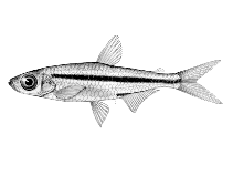 Image of Rhabdalestes rhodesiensis (Slender robber)