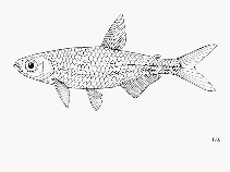 Image of Rhabdalestes tangensis (Pangani robber)