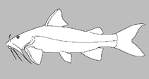 Image of Erethistoides pipri 