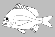 Image of Acanthopagrus akazakii 