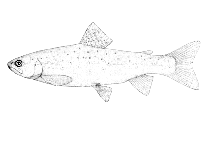 Image of Salmo trutta (Sea trout)