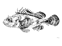 Image of Scorpaena loppei (Cadenat\