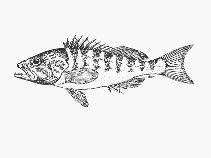 Image of Serranus novemcinctus (Barred rockcod)