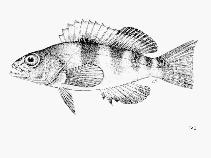 Image of Serranus sanctaehelenae (St. Helena comber)