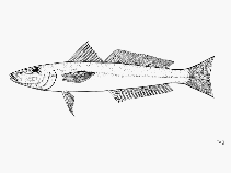 Image of Sillago attenuata (Slender sillago)