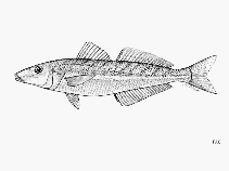 Image of Sillago flindersi (Eastern school whiting)