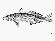 Image of Sillaginops macrolepis (Large-scale sillago)