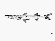 Image of Sphyraena idiastes (Pelican barracuda)