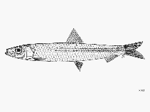 Image of Spratelloides lewisi (Lewis\