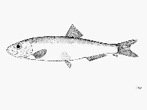 Image of Sprattus novaehollandiae (Australian sprat)