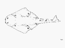 Image of Squatina tergocellatoides (Ocellated angelshark)