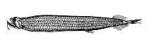 Image of Stomias brevibarbatus 