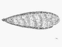 Image of Synaptura cadenati (Guinean sole)