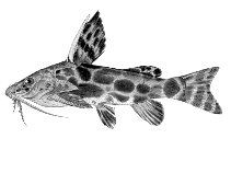 Image of Synodontis macrostigma (Largespot squeaker)