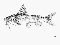 Image of Synodontis ruandae 