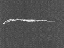 Image of Syngnathus watermeyeri (River pipefish)