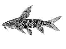 Image of Synodontis woosnami (Upper Zambezi squeaker)