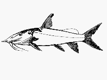 Image of Synodontis xiphias 