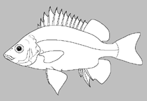 Image of Syncomistes kimberleyensis (Kimberley grunter)