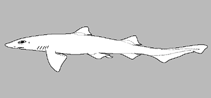 Image of Mustelus albipinnis (Whitemargin smoothhound)