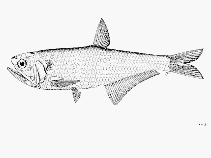 Image of Thryssa gautamiensis (Gautama thryssa)