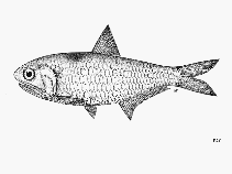 Image of Thryssa marasriae (Marasri\