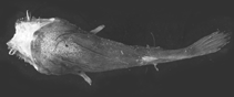 Image of Thaumatichthys pagidostomus 