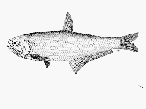 Image of Thryssa purava (Oblique-jaw thryssa)