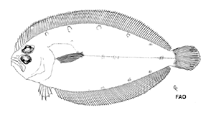 Image of Trichopsetta caribbaea (Caribbean flounder)