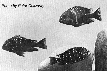 Image of Tropheus duboisi 