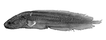 Image of Ungusurculus williamsi (Williams\