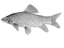 Image of Labeobarbus ansorgii 