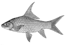 Image of Labeobarbus macrolepidotus 