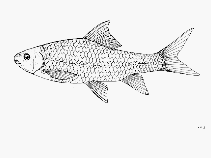 Image of Labeobarbus platystomus (Rwandese carp)