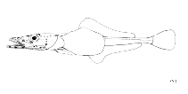 Image of Vomeridens infuscipinnis 