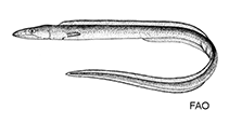 Image of Xenomystax bidentatus 