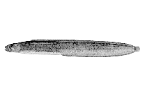 Image of Xiphister atropurpureus (Black prickleback)