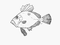 Image of Zeus capensis (Cape dory)