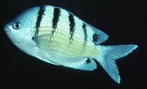 Image of Abudefduf abdominalis (Green damselfish)