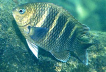 Image of Abudefduf concolor 