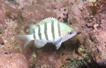 Image of Abudefduf saxatilis (Sergeant-major)