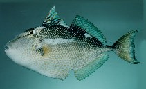 Image of Abalistes stellatus (Starry triggerfish)